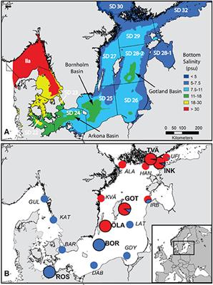 Platichthys solemdali sp. nov. (Actinopterygii, Pleuronectiformes): A New Flounder Species From the Baltic Sea